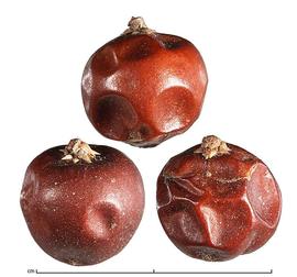   Fruits:   Antidesma bunius ; Photo by J. Scher, Dried Botanical Tool
